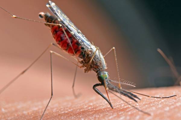 does this mosquito bite have the potential to spread hiv or aids? almost certainly no
