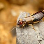Could Earwigs Crawl in Your Ear?