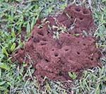 Fire ants in Central TN