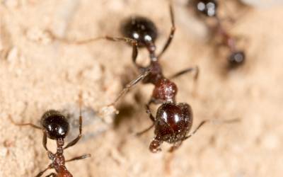 Fire ants found in Central TN - The Bug Man