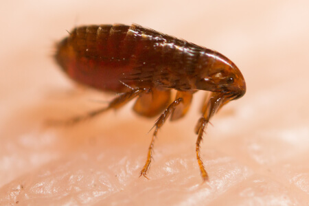 Flea & Tick Identification in your area