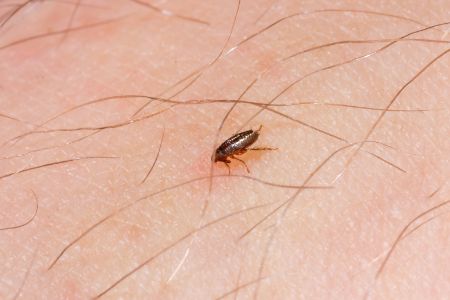 Fleas hatching under ten seconds and infest your house