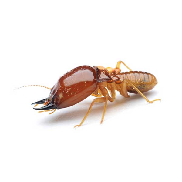 Formosan termite identification in Central TN - The Bug Man