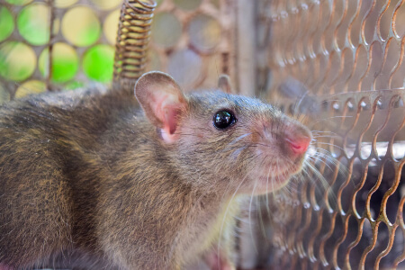 Get Rid of Rodents in Murfreesboro TN; The Bug Man