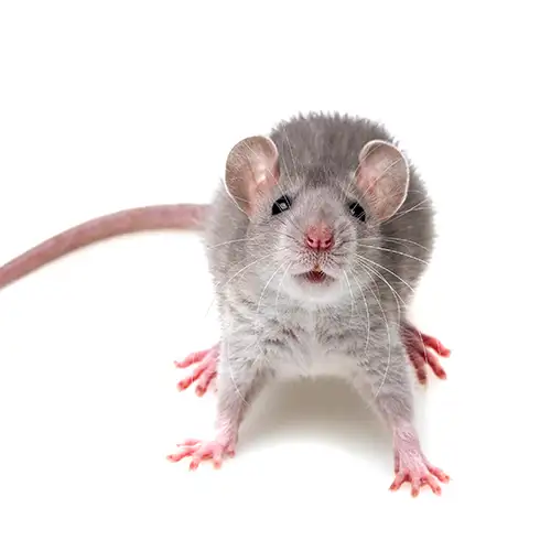 A gray rat on a white background - Keep pests away form your home with The Bug Man