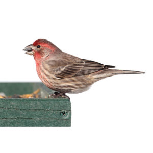 House finch identification in Central TN - The Bug Man