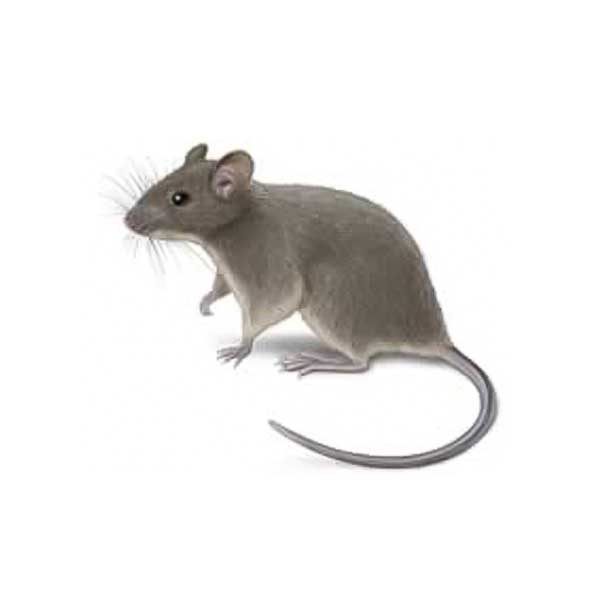 House Mouse | The Bug Man serving Central Tennessee