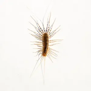 House centipede identification in Central TN - The Bug Man