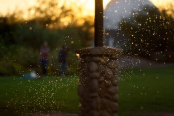 a mosquito swarm invades a Murfreesboro backyard