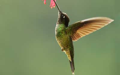 A hummingbird taking nectar from a flower in Murfreesboro TN - The Bug Man