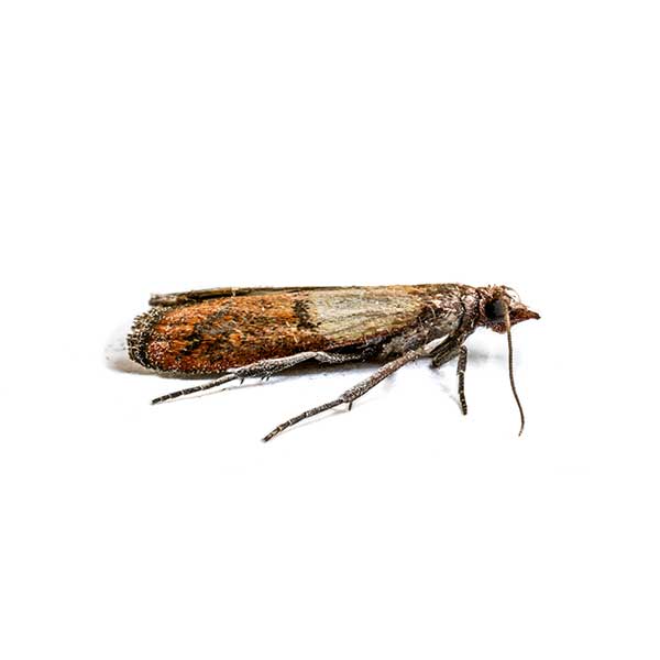 Indian Meal Moth | The Bug Man serving Central Tennessee