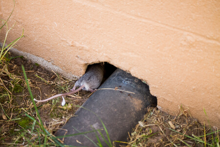 Keep Rodents out of your Home in Murfreesboro TN; The Bug Man