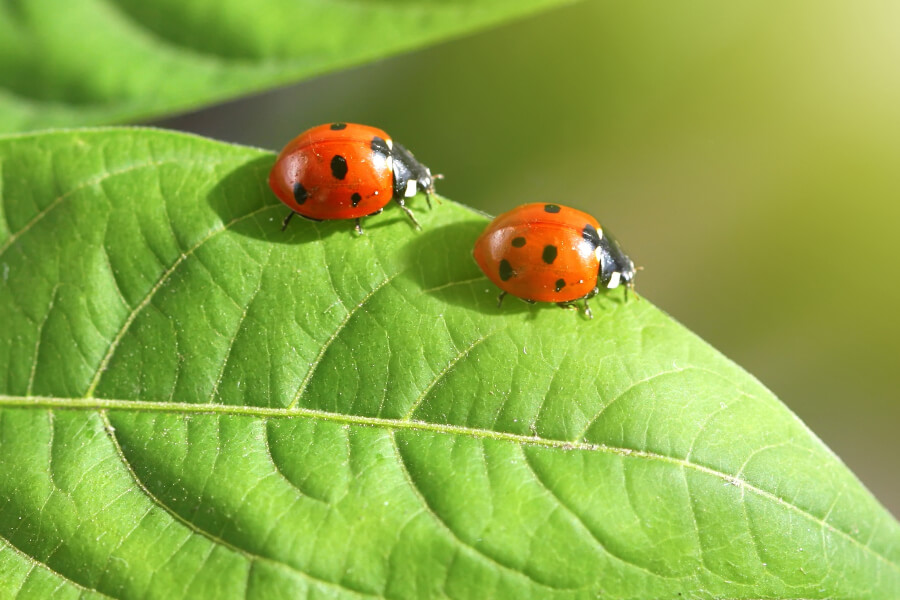 Ladybugs: Coming Soon to a Crevice Near You