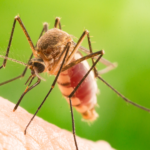 Do mosquitoes stop biting in the winter?