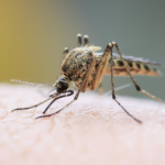 Chikungunya Fever and Mosquito Reduction