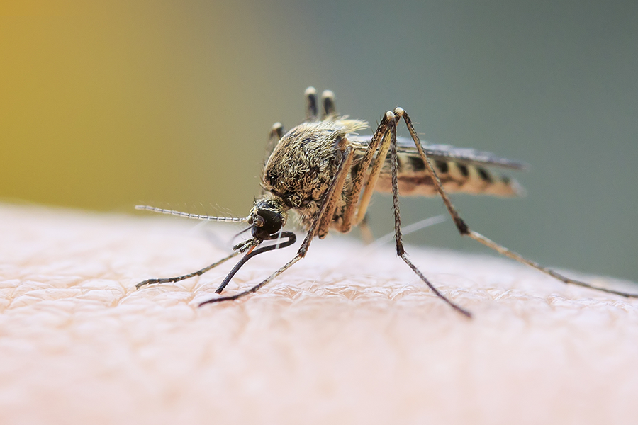 Chikungunya Fever and Mosquito Reduction