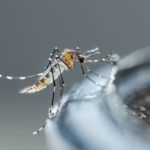 Mosquito Reduction Tips For Middle Tennessee