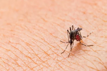 Mosquito sucking blood form skin