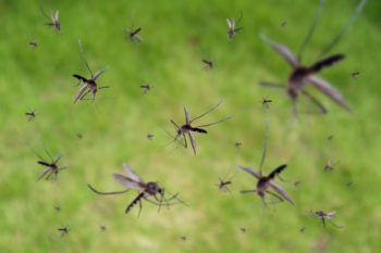 mosquito problems in Central TN