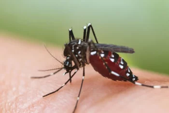 Mosquito sucking blood off human up close