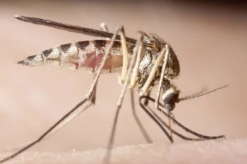 Mosquito extreme close up