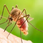 A mosquito biting a person's hand | The Bug Man serving Smyrna, TN