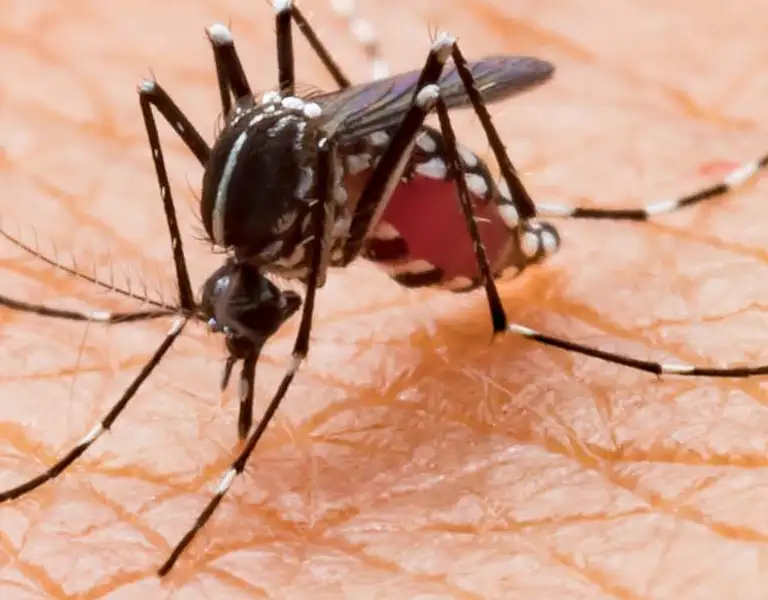 Closeup of a mosquito biting a person's hand | The Bug Man Pest Control serving Smyrna, TN