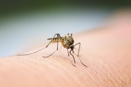 Mosquito Identification in your area