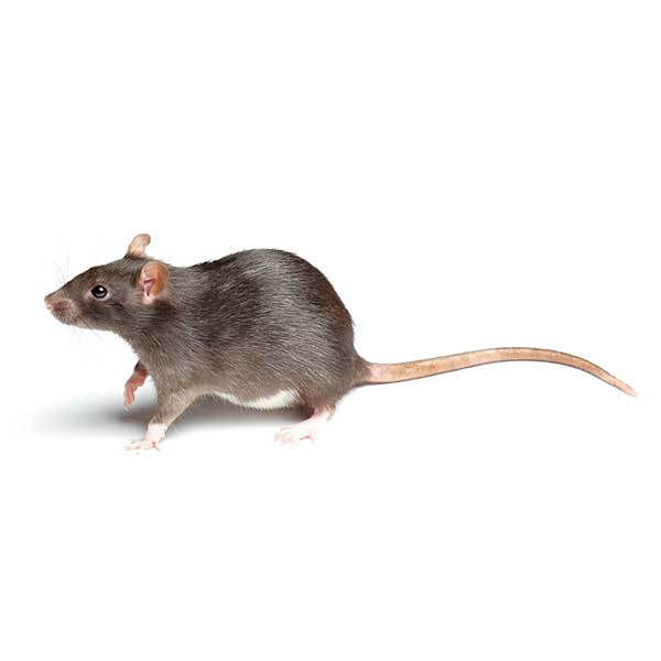 Norway Rat | The Bug Man serving Central Tennessee