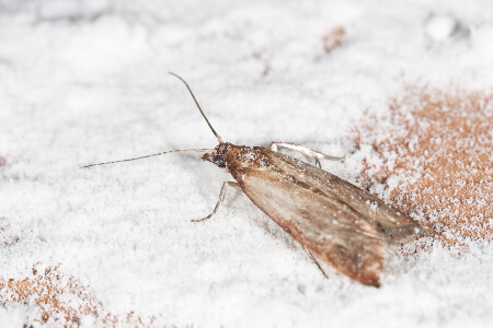 Pantry Pest Identification in Murfreesboro TN; The Bug Man