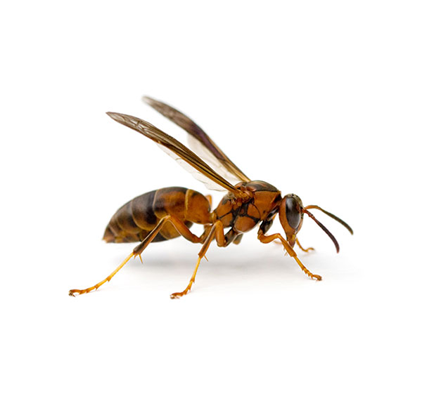 Paper Wasp | The Bug Man serving Central Tennessee