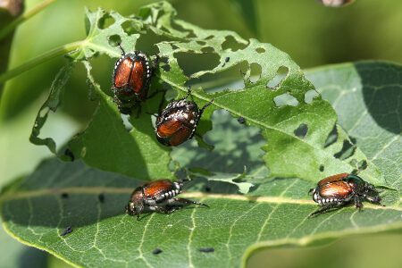 How to Prevent Beetles in Murfreesboro TN; The Bug Ma