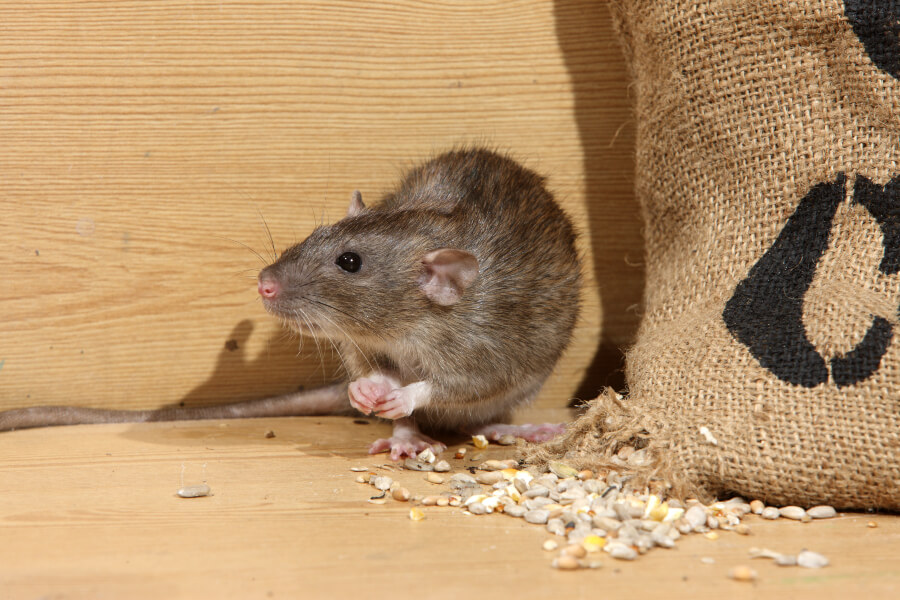 Changes to Rodent Regulation