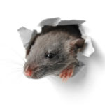 Tips and Tricks for Keeping Rodents Out of Your Home