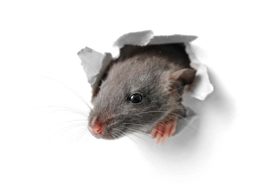 Tips and Tricks for Keeping Rodents Out of Your Home