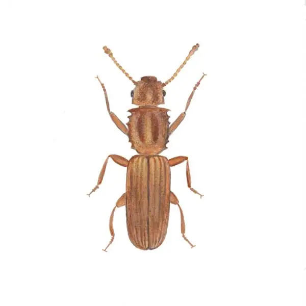 Sawtoothed Grain Beetle | The Bug Man serving Central Tennessee