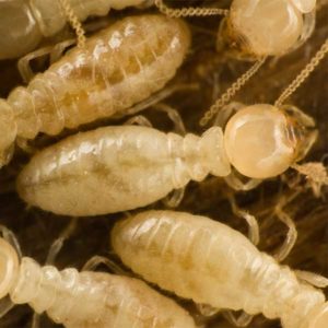 Subterranean termite identification in Central TN - The Bug Man