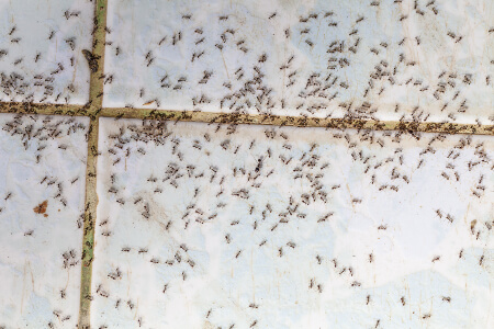 Prevent ant infestations in Murfreesboro TN; The Bug Man