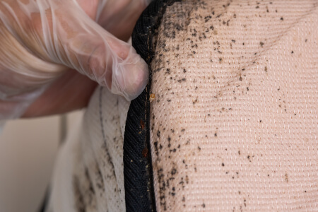 Signs of bed bugs in Murfreesboro TN; Garrie Pest Control