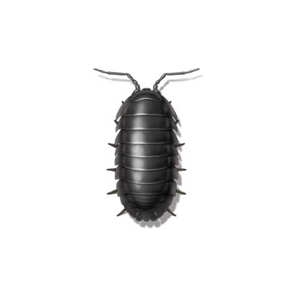 Sow Bug | The Bug Man serving Central Tennessee