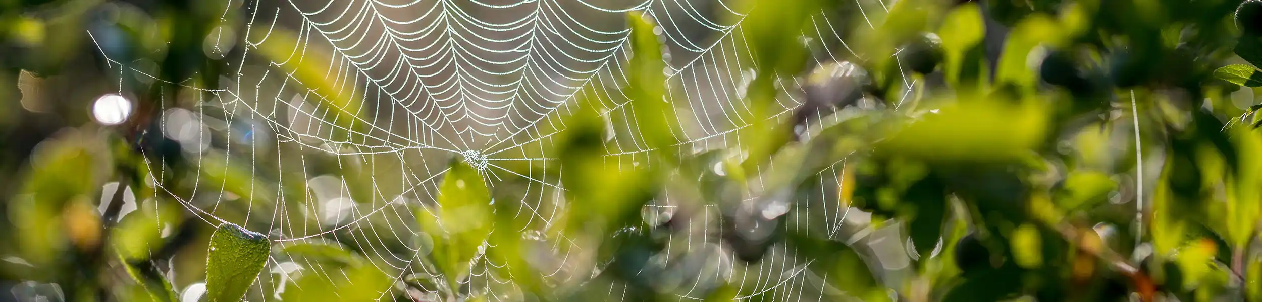 Spider web in a tree | The Bug Man Pest Control serving Smyrna, TN