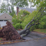 Storm Damage and Termites