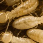 Termite Season is Once Again Knocking at the Door