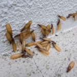 Termites in Middle Tennessee - The Bug Man
