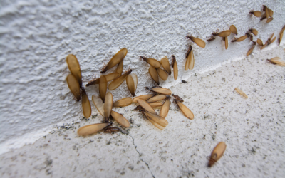 Termites in Middle Tennessee - The Bug Man