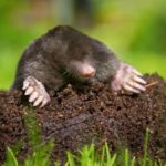 A mole found in Central TN - The Bug Man