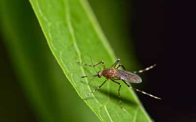 What mosquitoes look like in Central TN - The Bug Man