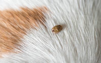 A tick on a dog in Murfreesboro TN - The Bug Man