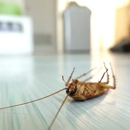 Dead cockroach laying on it's back on the floor - The Bug Man serving Murfreesboro, Tennessee