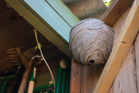Bee, Wasp & Hornet Nest Removal in your area